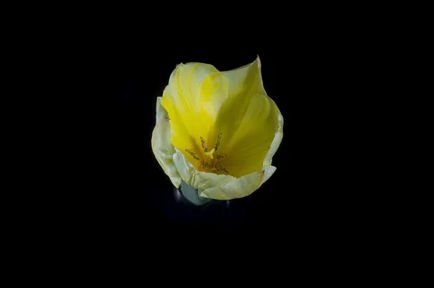 Yellow tulips on black background Stockbeeldmateriaal 127634027