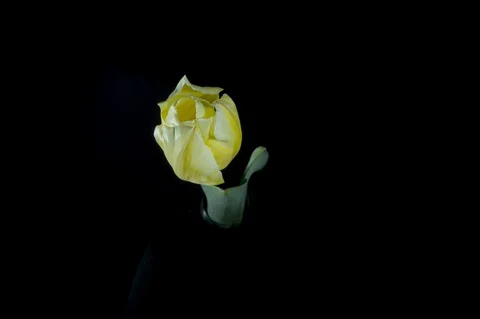 Yellow tulips on black background Stock Footage 127634035