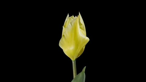 Yellow tulips on black background Stock Footage 127634127