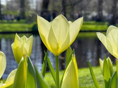 Yellow tulips bloom in the sunlight by a pond Stock-Fotos