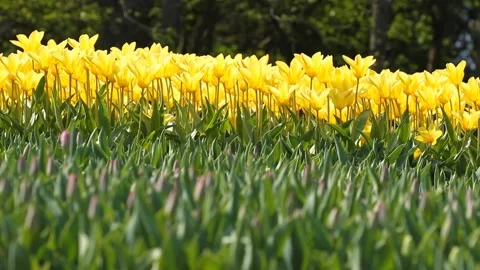 Yellow tulips bloomed in the spring park Stock Footage 107542620