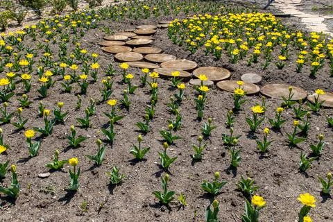 Yellow tulips bloomed in spring Stock Photos