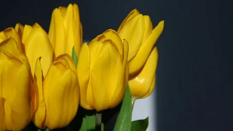 Yellow tulips on blue background 動画素材 73358584