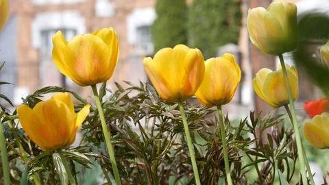 Yellow tulips on blurry background. Stock Footage 107192679