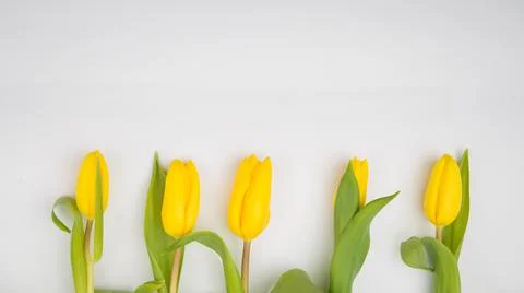 Yellow tulips at the bottom on white background. Stock Photos