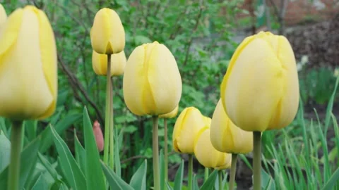 Yellow tulips close-up on a beautiful background Stock Footage 254320060