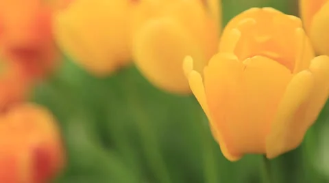 Yellow tulips close-up Stock Footage 22778442