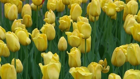 Yellow tulips close-up. Stock Footage 75563428