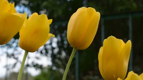 Yellow tulips close up Stock Footage 138939564