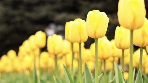 Yellow tulips close up Stock Footage 239922835