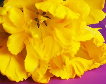 Yellow tulips close up Stock Photos