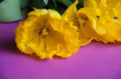 Yellow tulips close up Stock Photos