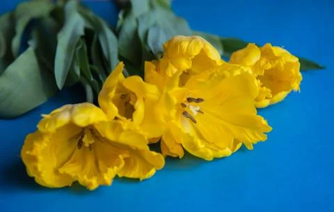 Yellow tulips close up Stock Photos
