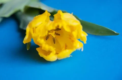 Yellow tulips close up Stock Photos