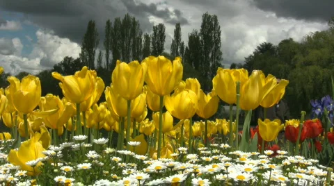 Yellow tulips with dark clouds in the background Video stock 546029