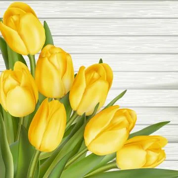 Yellow tulips. EPS 10 Stock Illustration
