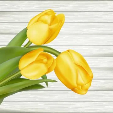 Yellow tulips. EPS 10 Stock Illustration