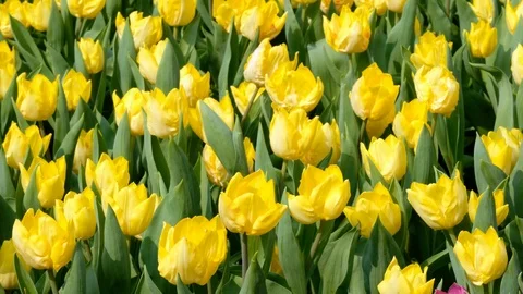 Yellow tulips field Stock Footage 88424377
