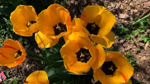 Yellow tulips in a flowerbed Stock Footage 107524173