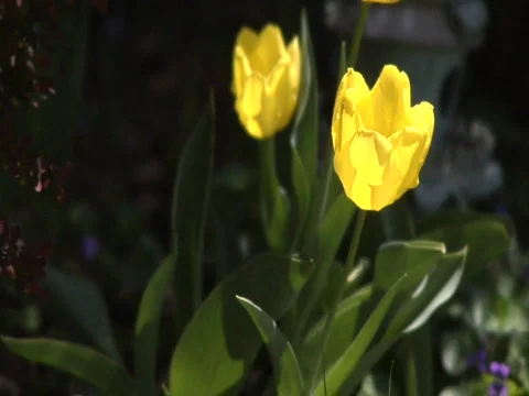 Yellow Tulips Stock Footage 838563
