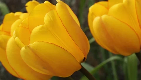 Yellow Tulips Stock Footage 3149408