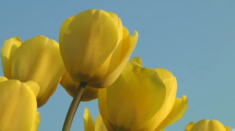 Yellow tulips Stock Footage 4980884