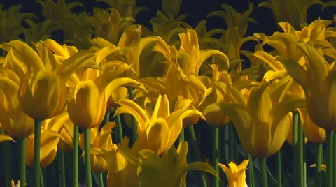 Yellow tulips Stock Footage 4995261