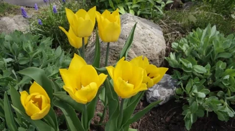 Yellow tulips Stock Footage