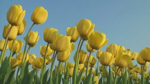 Yellow tulips Stock Footage 10741101