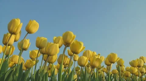 Yellow tulips Stock Footage 10741127