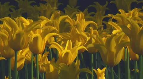 Yellow tulips Stock Footage 10742265