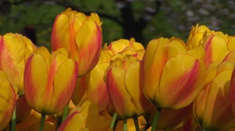 Yellow tulips Stock Footage 10915967