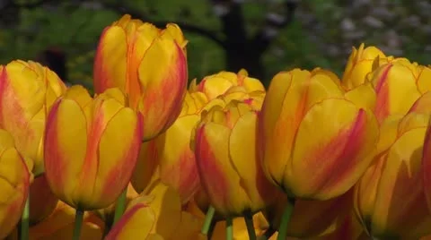 Yellow tulips Stock Footage 10923958