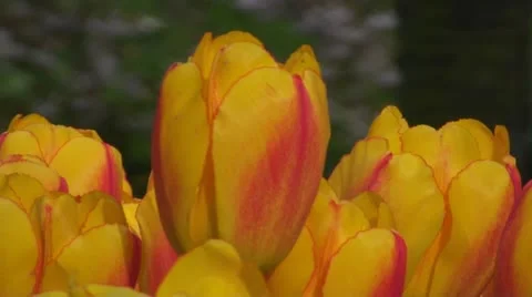 Yellow tulips Stock Footage 10924012