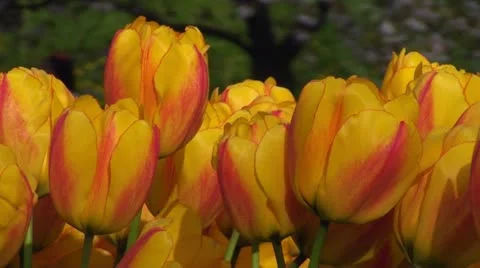 Yellow tulips Stock Footage 10931243