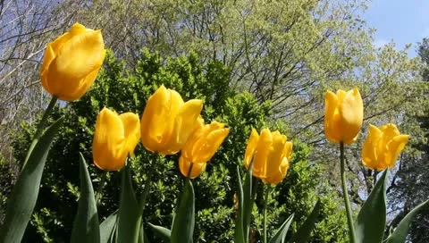 Yellow tulips Stock Footage 11019740