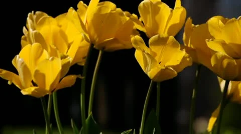 Yellow Tulips Stock Footage 11022651