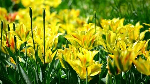 Yellow tulips Stock Footage 11024020