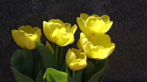 Yellow tulips Stock Footage 22732609