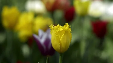 Yellow tulips Stock Footage 41283785