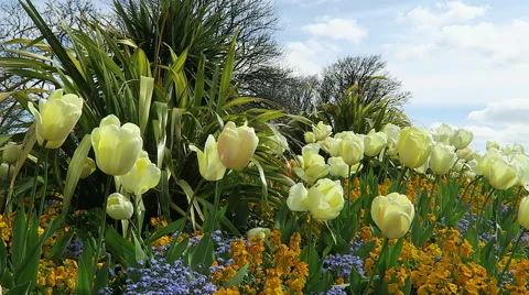 Yellow tulips Stock Footage 52788543
