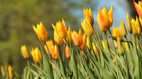 Yellow tulips. Stock Footage 58311634