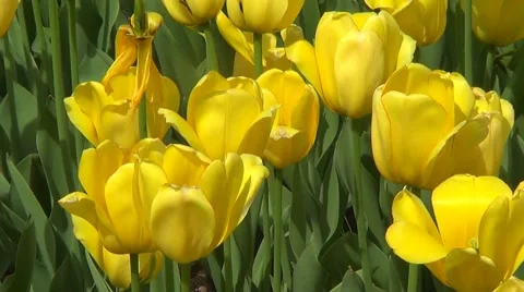 Yellow tulips Stock Footage 59894637