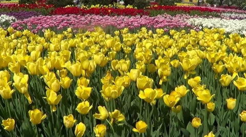 Yellow tulips Stock Footage 59894811