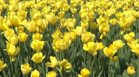Yellow tulips Stock Footage 60224847