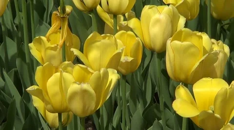 Yellow tulips 스톡 동영상 60224895