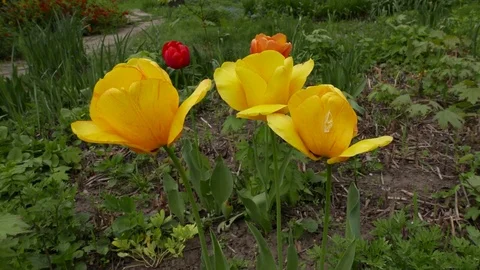 Yellow Tulips Stock Footage 70718313