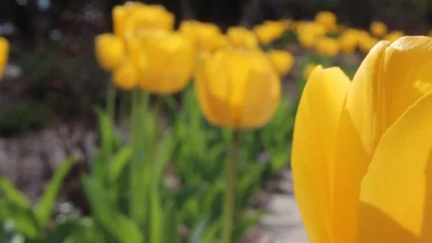 Yellow Tulips Stock Footage 75035482