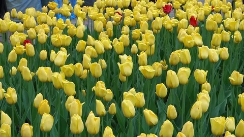 Yellow tulips. Video stock 75563301