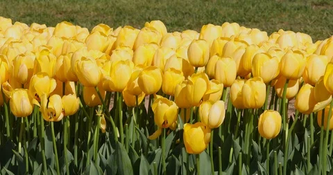 Yellow Tulips Stock Footage 89570394